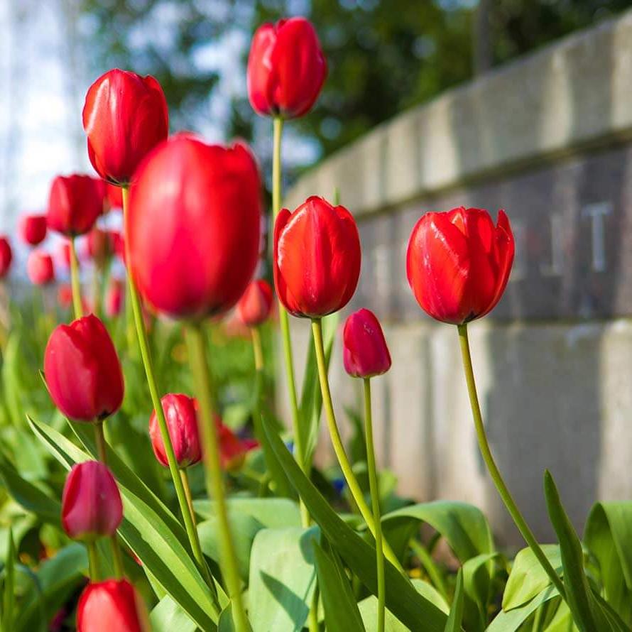 Tulips